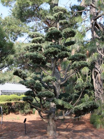 Pinus parviflora var. pentaphylla