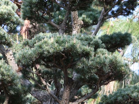 Pinus parviflora var. pentaphylla