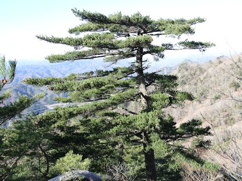 Pinus parviflora var. pentaphylla