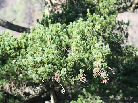 Pinus parviflora var. pentaphylla