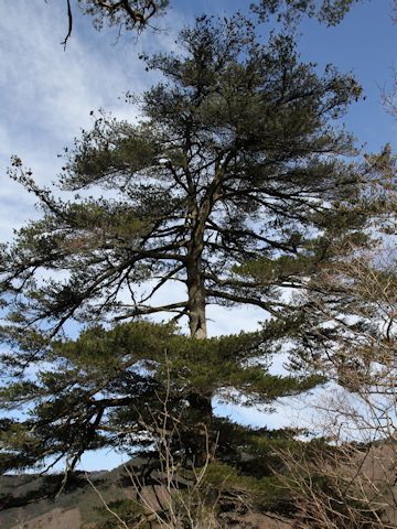 Pinus parviflora var. pentaphylla