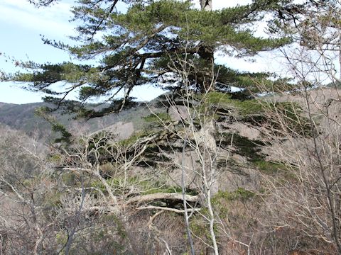 Pinus parviflora var. pentaphylla