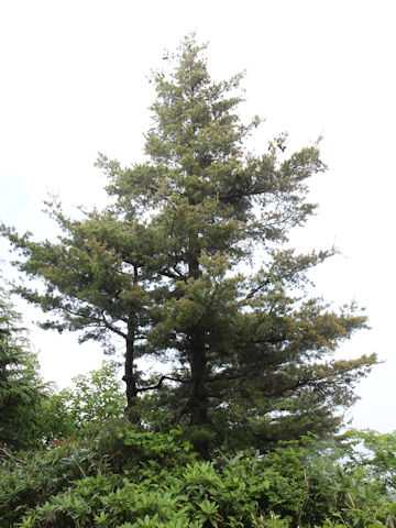 Pinus parviflora var. pentaphylla