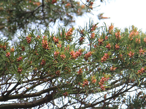 Pinus parviflora var. pentaphylla