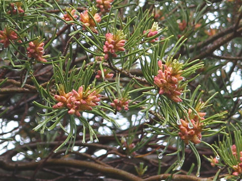 Pinus parviflora var. pentaphylla