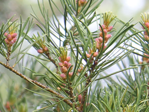 Pinus parviflora var. pentaphylla