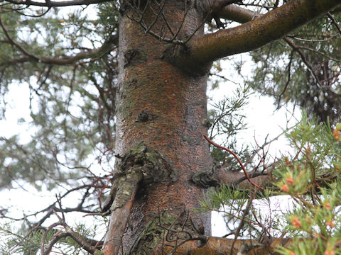 Pinus parviflora var. pentaphylla