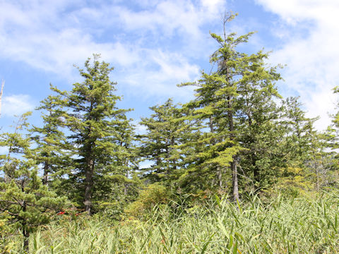 Pinus parviflora var. pentaphylla