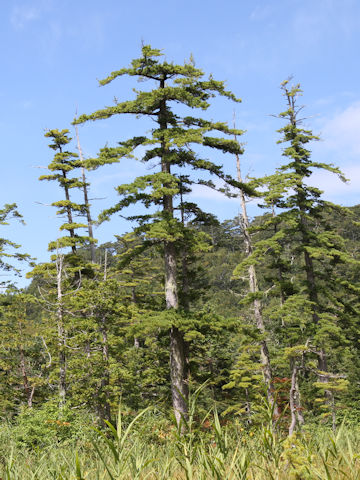 Pinus parviflora var. pentaphylla