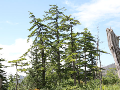 Pinus parviflora var. pentaphylla