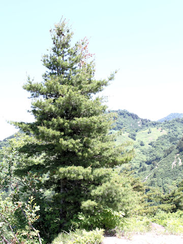 Pinus parviflora var. pentaphylla