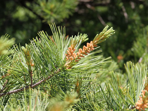 Pinus parviflora var. pentaphylla