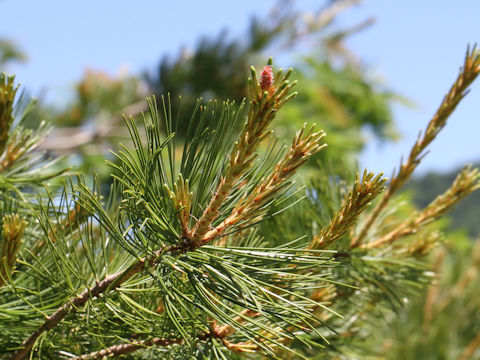 Pinus parviflora var. pentaphylla