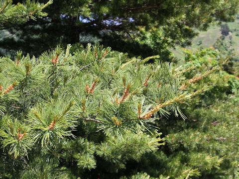 Pinus parviflora var. pentaphylla