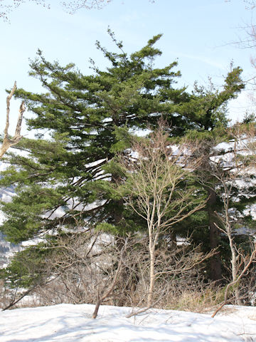 Pinus parviflora var. pentaphylla