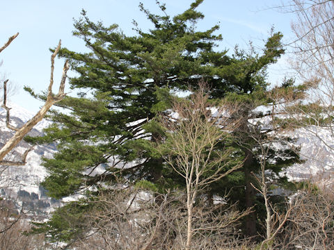 Pinus parviflora var. pentaphylla