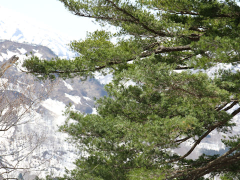 Pinus parviflora var. pentaphylla