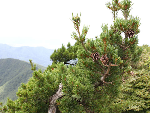 Pinus parviflora var. pentaphylla