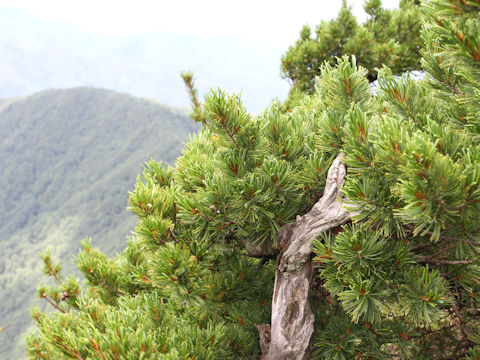 Pinus parviflora var. pentaphylla