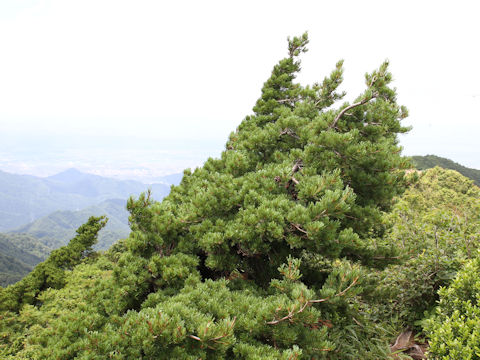 Pinus parviflora var. pentaphylla