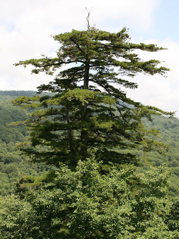 Pinus parviflora var. pentaphylla