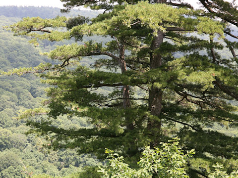 Pinus parviflora var. pentaphylla