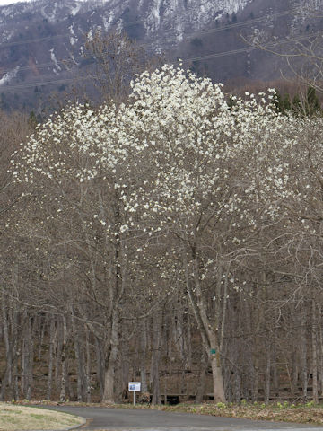 Magnolia praecocissima var. borealis