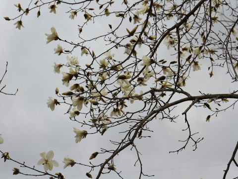 Magnolia praecocissima var. borealis