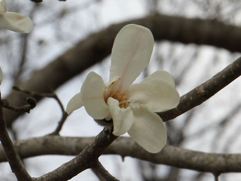 Magnolia praecocissima var. borealis