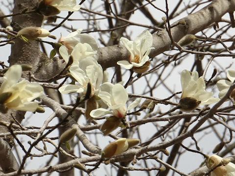 Magnolia praecocissima var. borealis