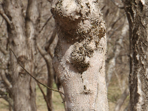 Magnolia praecocissima var. borealis