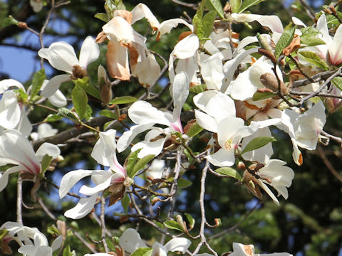 Magnolia praecocissima var. borealis