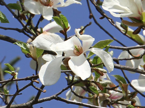 Magnolia praecocissima var. borealis