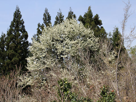Magnolia praecocissima var. borealis