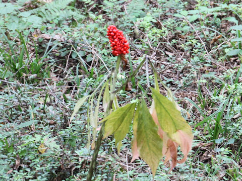 Arisaema peninsulae ssp. boreale