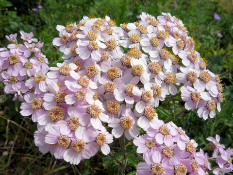 Achillea alpina ssp. japonica