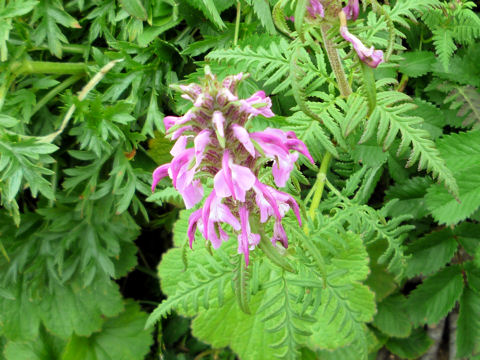 Pediculasis chamissonis var. hokkaidoensis