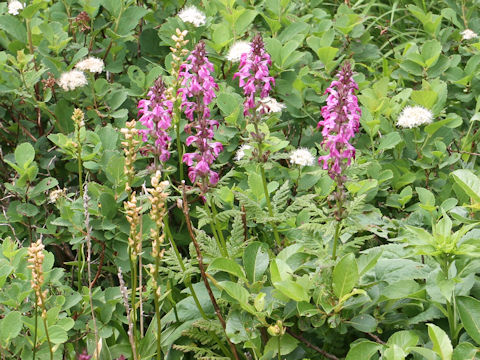 Pediculasis chamissonis var. hokkaidoensis