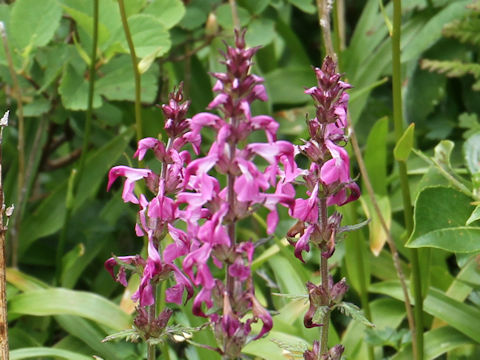 Pediculasis chamissonis var. hokkaidoensis