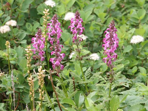 Pediculasis chamissonis var. hokkaidoensis