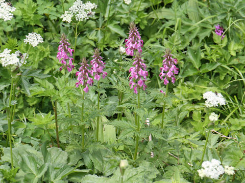 Pediculasis chamissonis var. hokkaidoensis