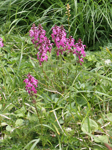 Pediculasis chamissonis var. hokkaidoensis