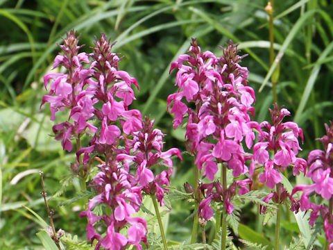 Pediculasis chamissonis var. hokkaidoensis