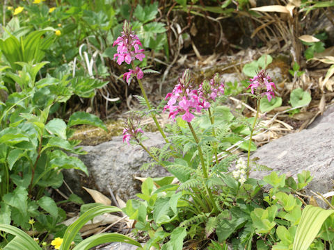 Pediculasis chamissonis var. hokkaidoensis