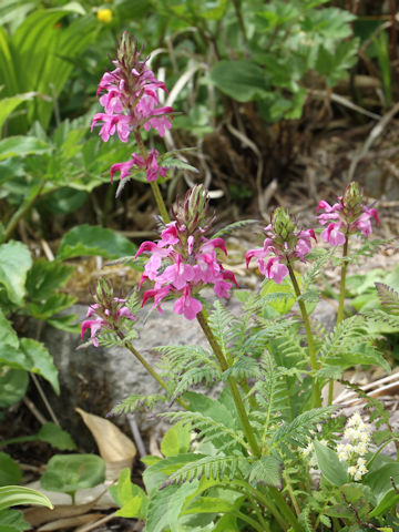 Pediculasis chamissonis var. hokkaidoensis