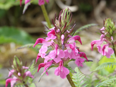 Pediculasis chamissonis var. hokkaidoensis