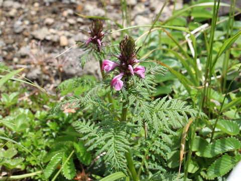 Pediculasis chamissonis var. hokkaidoensis