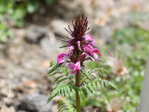 Pediculasis chamissonis var. hokkaidoensis