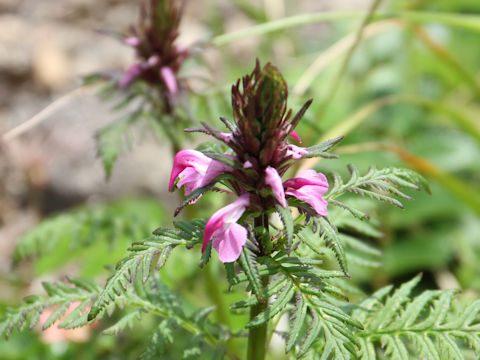 Pediculasis chamissonis var. hokkaidoensis
