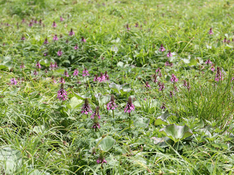 Pediculasis chamissonis var. hokkaidoensis